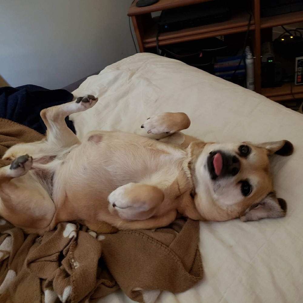 Meet your Posher, Samantha